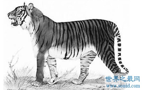 已经灭绝的世界上最小的老虎,巴厘虎(www.gifqq.com)