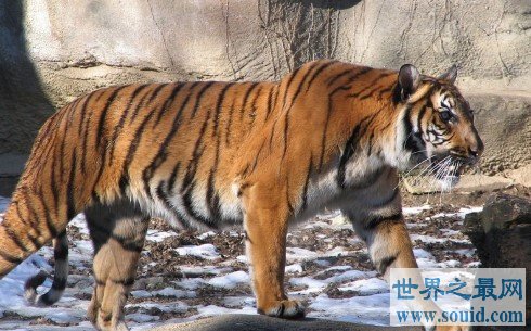已经灭绝的世界上最小的老虎,巴厘虎(www.gifqq.com)