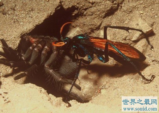 沙漠蛛蜂 世界第二痛昆虫(www.gifqq.com)
