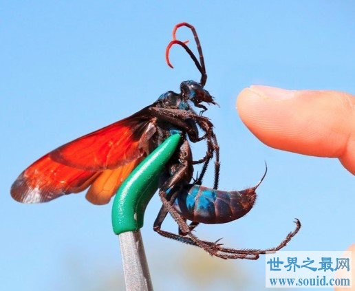 沙漠蛛蜂 世界第二痛昆虫(www.gifqq.com)