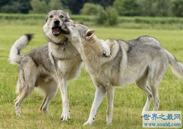 世界上最大的爱尔兰猎狼犬，拥有超敏捷的身手(www.gifqq.com)