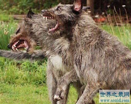 世界上最大的爱尔兰猎狼犬，拥有超敏捷的身手(www.gifqq.com)