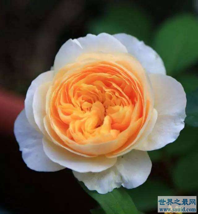 世界上最贵的玫瑰花价值高达2700多万元(www.gifqq.com)